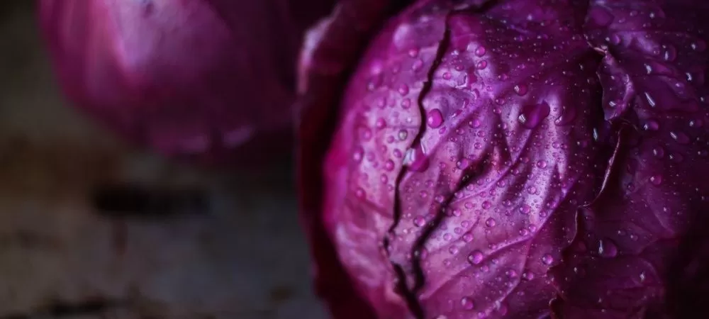 Red Cabbage