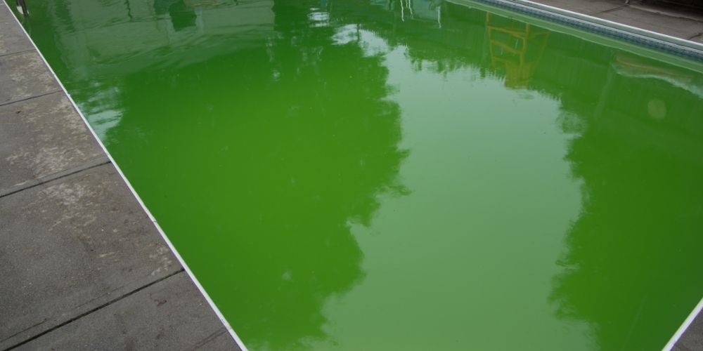 Types of Algae on Pools